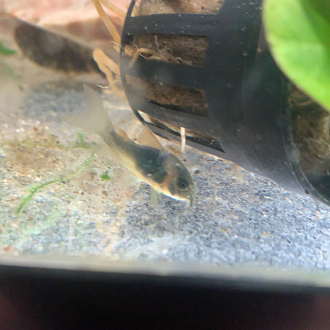 Red Sailfin Cory