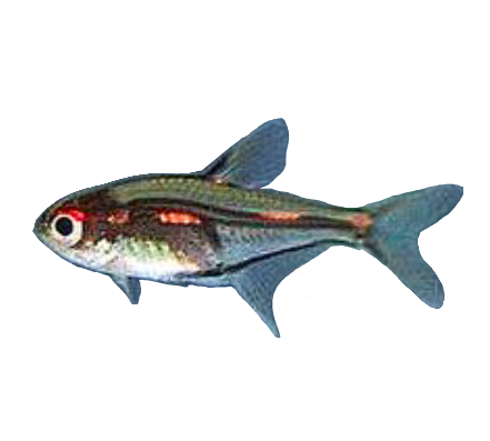 Morse Code Tetra
