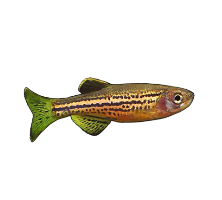 Leopard Danio
