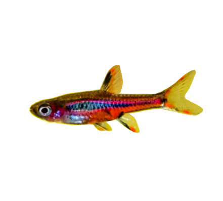 Phoenix Rasbora