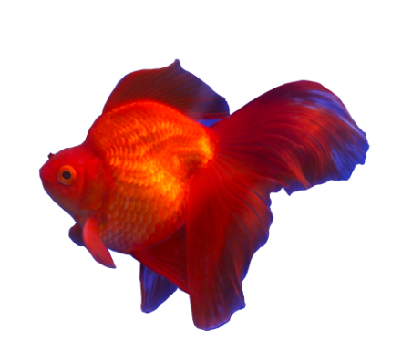 Fancy Goldfish