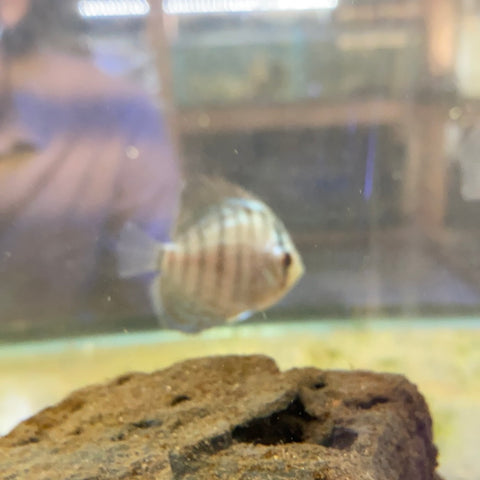 Cobalt Blue Discus 2