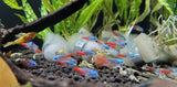Diamond Head Neon Tetra