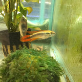 Apistogramma Agassizi Double Red