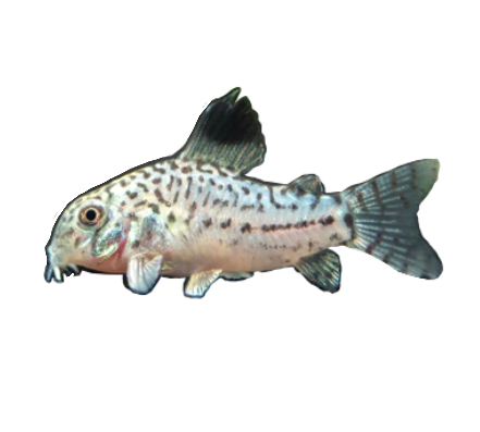 Reticulated Cory Julii false