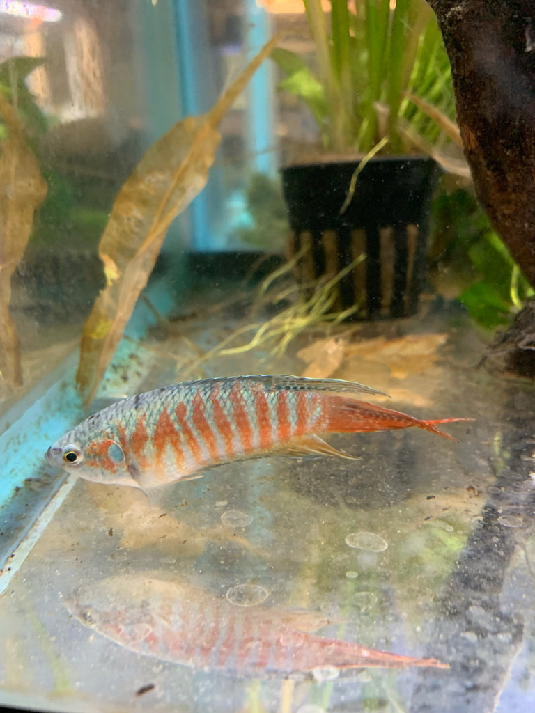Paradise fish deals
