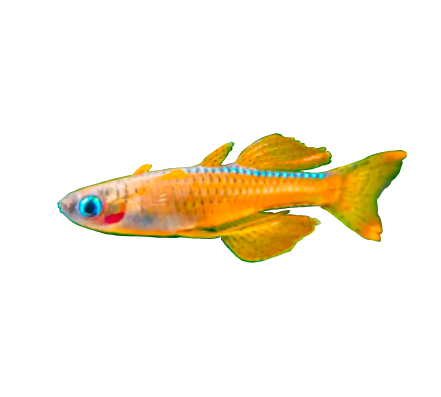Red Neon Rainbow