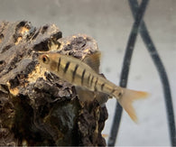 African Five Fire Banded Barb