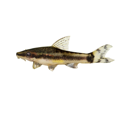 Common Otocinclus Dwarf Oto Colombian Otocinclus