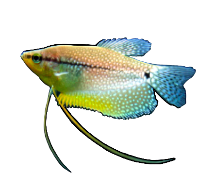 Pearl Gourami