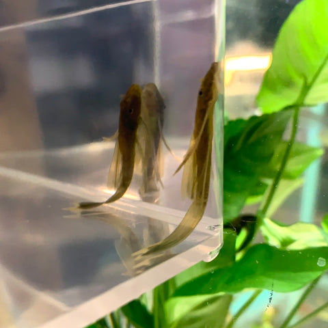 LongFin Green Dragon Bushynose