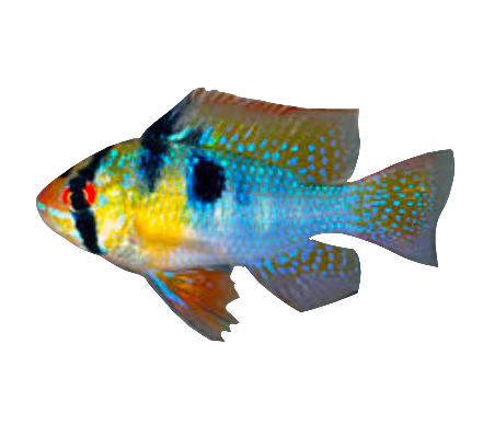 German Blue Ram