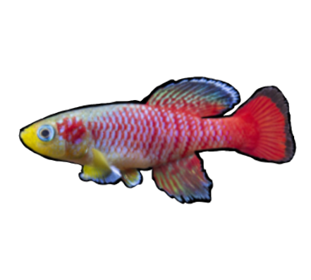 Guenther's Killifish