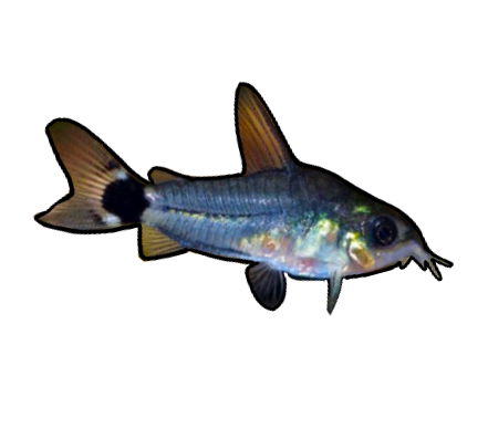 Black Diamond Cory Cat