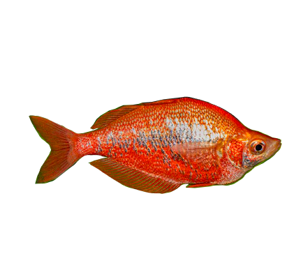 Red Irian Rainbow