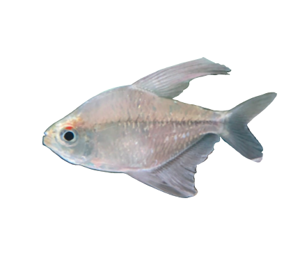 Diamond Tetra