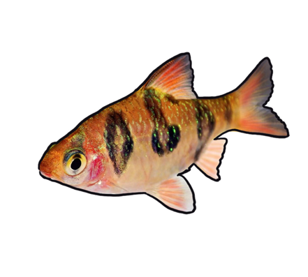 Rhombo Barb