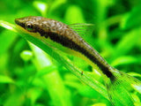 Common Otocinclus Dwarf Oto Colombian Otocinclus