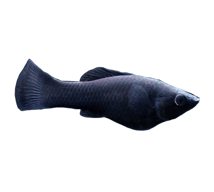 Black Molly