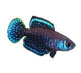 Black Pearl Killi Fish