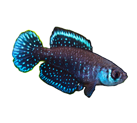 Black Pearl Killi Fish