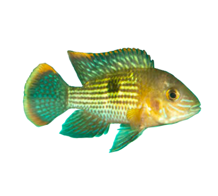Green Terror