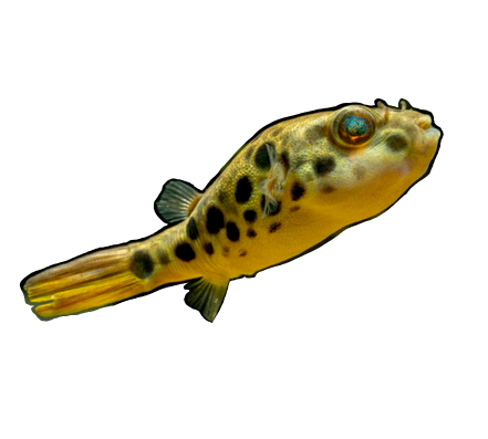 Spotted Congo Leopard Puffer
