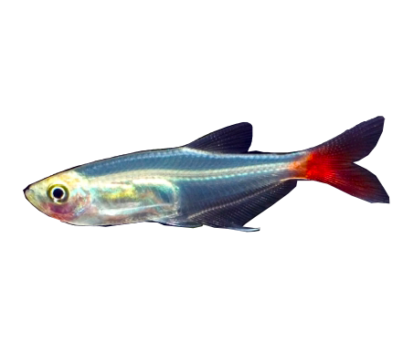 Glass Bloodfin Tetra