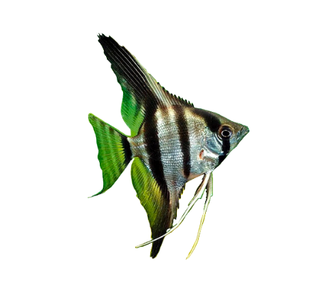 Freshwater Angelfish