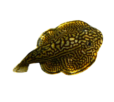 Reticulated Hillstream Loach