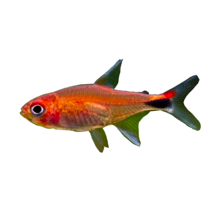 Ruby Tetra