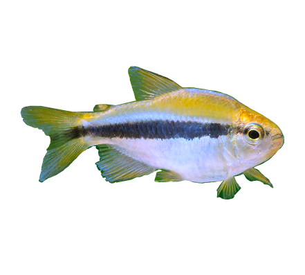 Lapis Tetra