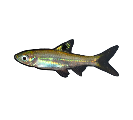 Emerald Eye Rasbora