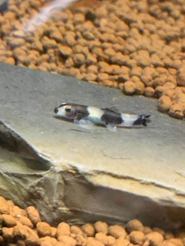 Panda Loach
