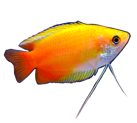 Sunset Honey Gourami