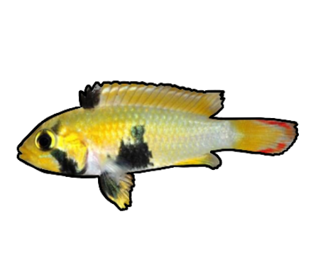 Panda Apistogramma