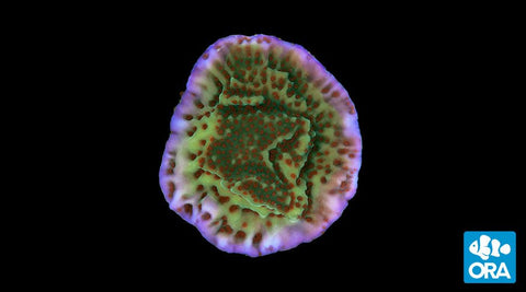 ORA Mind Trick Montipora Coral