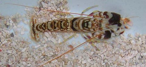 Tiger Pistol Shrimp
