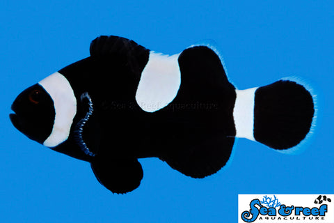 Darwin Black Clownfish