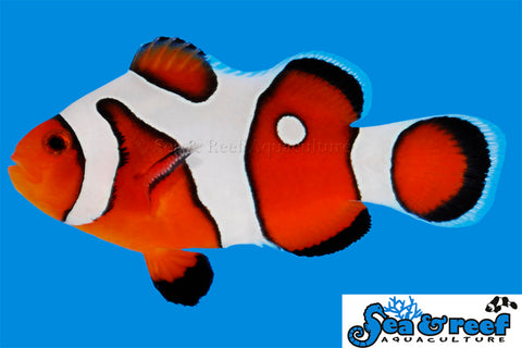 DaVinci Grade A Clownfish