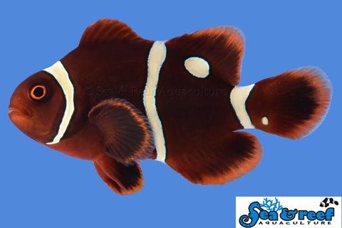 Gold Dot Maroon Clownfish