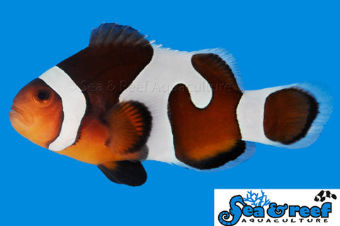 Grade B MochaVinci Clownfish