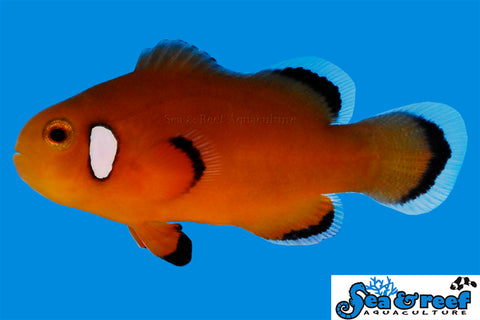 Nearly Naked Clownfish