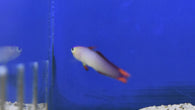 Elegant Purple Firefish