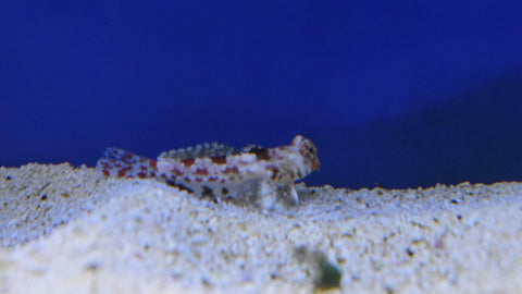 Marbled Dragonet