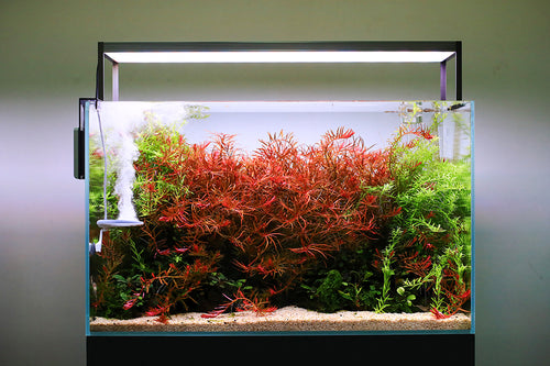 Twinstar LED- 450S Model – Bay Bridge Aquarium