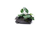 Anubias Nana Petite on Nano Driftwood