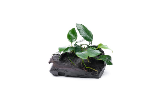 Anubias Nana Petite on Nano Driftwood