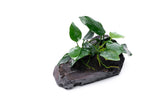 Anubias Nana Petite on Nano Driftwood