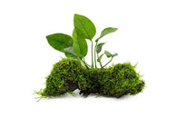 Anubias Nana and Java Moss on Wood